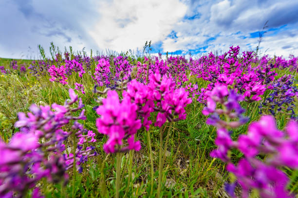 Wildflower Scenic Landscape - Meadow of volorful pink flowers.