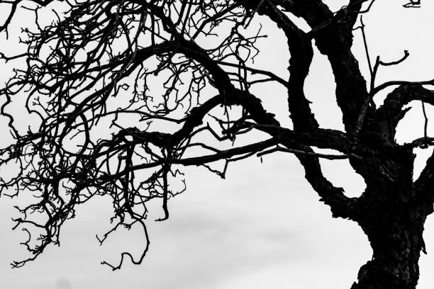 istock Silhouette dead tree and branch isolated on white background. Black branches of tree backdrop. Nature texture background. Tree branch for graphic design and decoration. Art on black and white scene. 1163441175