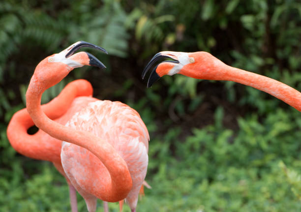 istock Two Flamingos in Conversation 1163441886