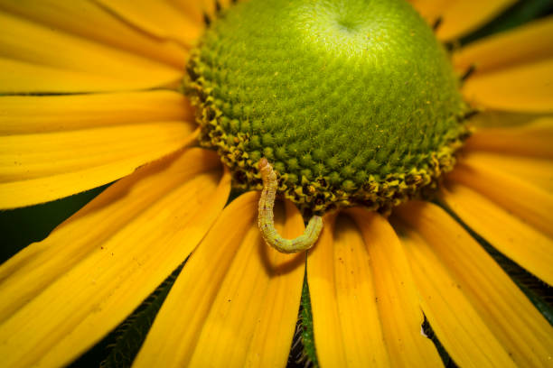 This is a macro image capture of a cute small caterpillar on the center of a blooming yellow flower, close up with great details.