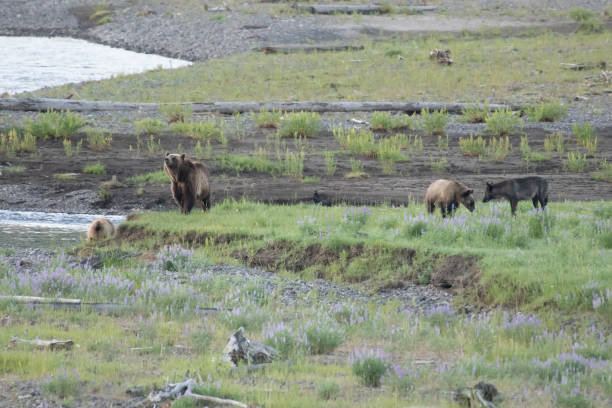 istock Grizzly bear and cubs and wolf at bison carcass 1163442117