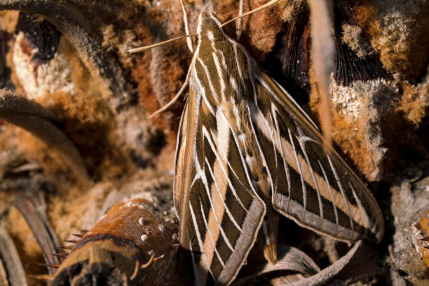 istock macro of large moth insect 1163442226