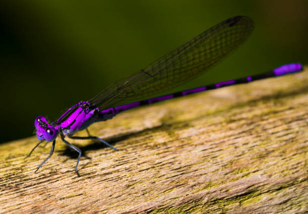This close up macro image captures a stunning purple dragonfly resting on a rustic wooden log.