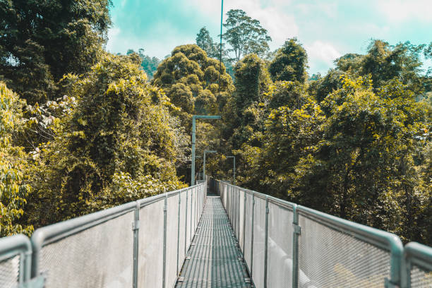 istock Treetop walk in Malaysia Forest 1163444305