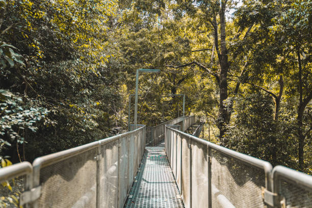 istock Treetop walk in Malaysia Forest 1163444309