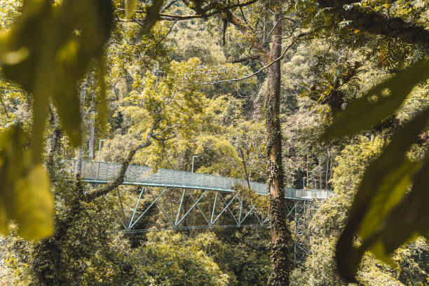 istock Treetop walk in Malaysia Forest 1163444868