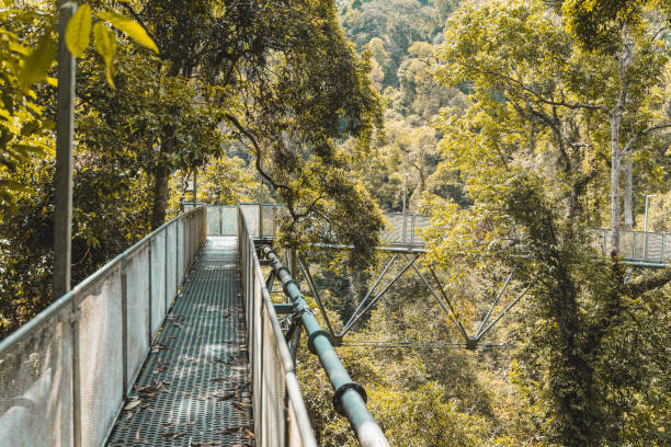 istock Treetop walk in Malaysia Forest 1163444871