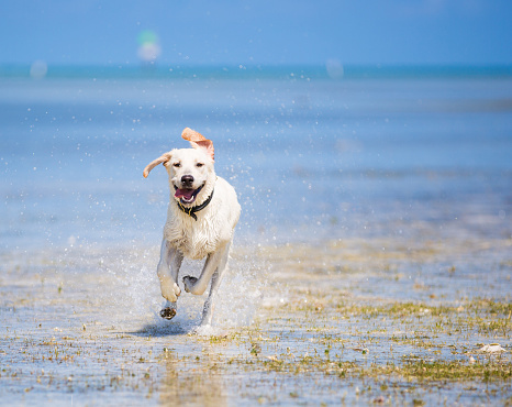 Labrador retriever running at the beach