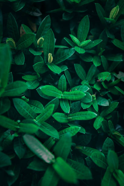 istock Beautiful green leaves background. dark green toned. 1163448535
