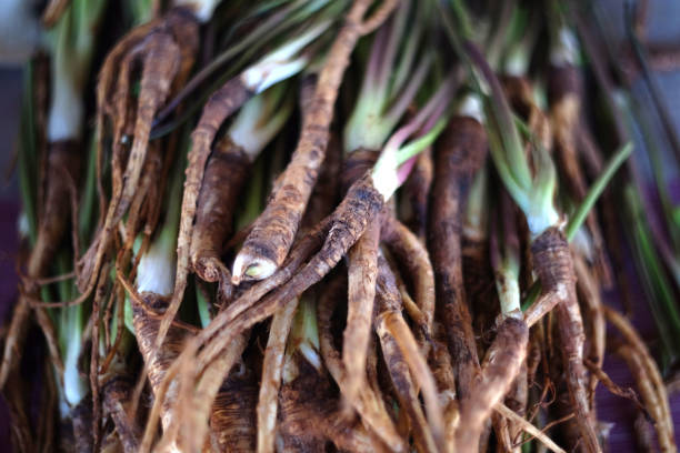 dong quai fresco, angélica sinensis - sinensis fotografías e imágenes de stock