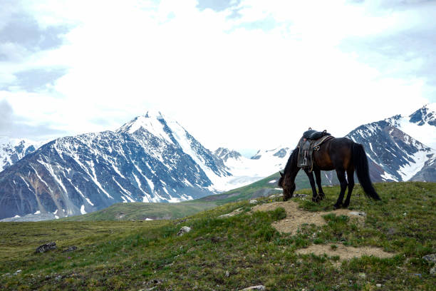 istock Mongolian horse and glacier 1163451839