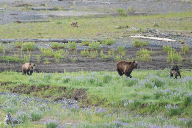 istock Grizzly bear and cubs and wolf at bison carcass 1163452269