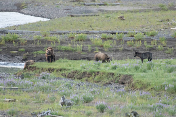 istock Grizzly bear and cubs and wolf at bison carcass 1163453291