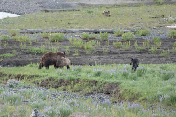 istock Grizzly bear and cubs and wolf at bison carcass 1163454733