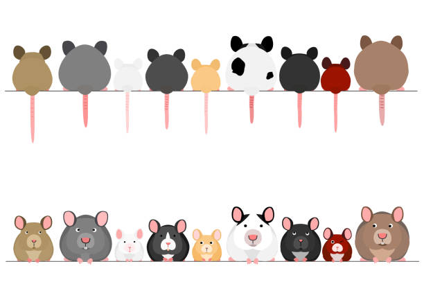 cute mice and rats in a row cute mice and rats in a row animal back stock illustrations