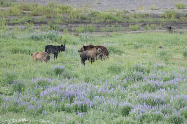 istock Grizzly bear and cubs and wolf at bison carcass 1163454992