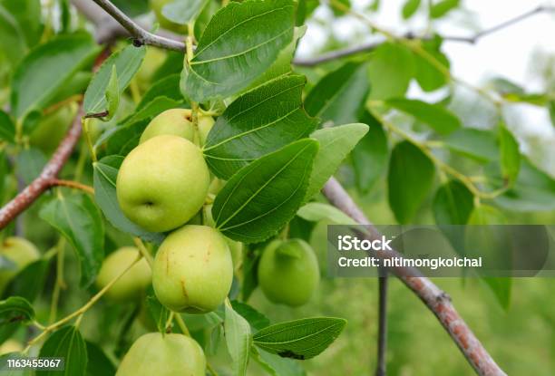 Quả Táo Tàu Xanh Trên Cây Táo Tàu Trong Vườn Hàn Quốc Hình ảnh Sẵn ...