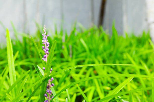 Grass flower in the garden