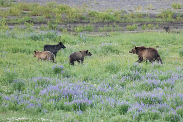 istock Grizzly bear and cubs and wolf at bison carcass 1163455853