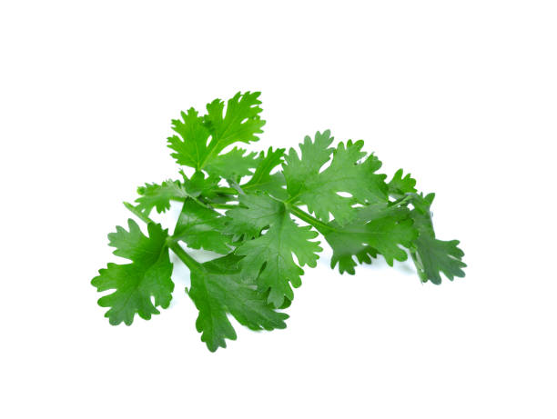istock Cutout of fresh Coriander (Coriandrum sativum) leaves on white background 1163455929