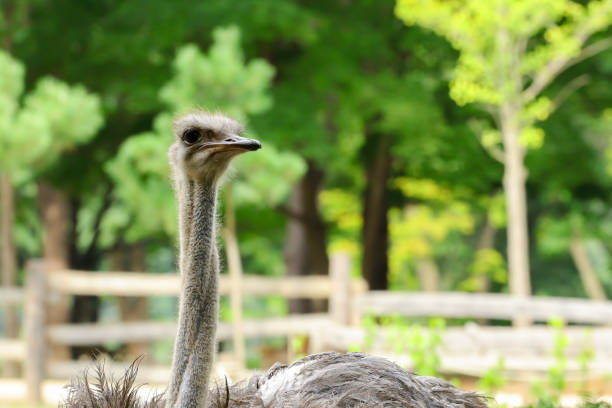 Ostrich's head in the garden