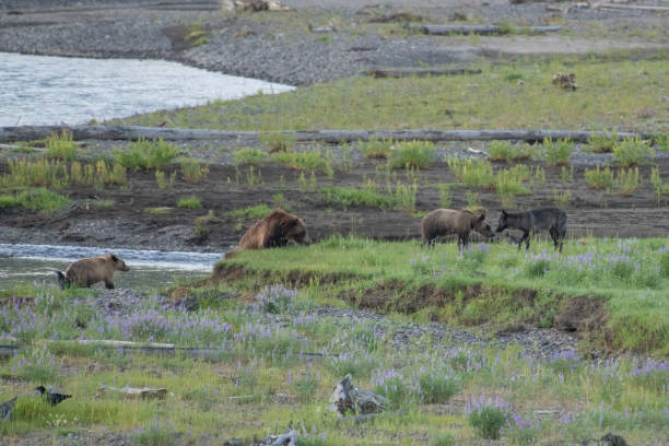 istock Grizzly bear and cubs and wolf at bison carcass 1163456085