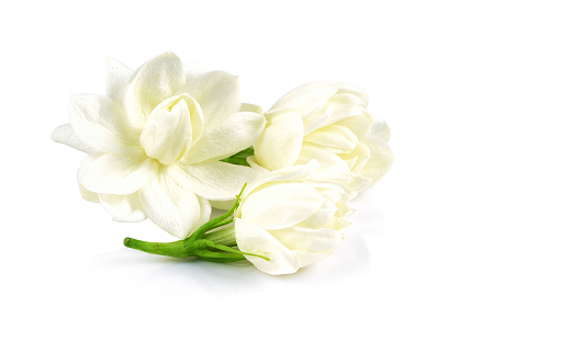 white jasmine flower isolate on white background