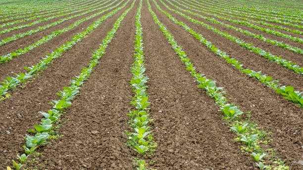 istock Perspective view of rows of green vegetable crops 1163456653