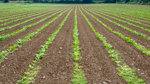 istock Perspective view of rows of green vegetable crops 1163456657