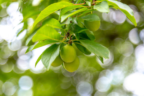 Ilayachi Tree 230+ Alycha Stock Photos, Pictures & Royalty-Free Images - iStock