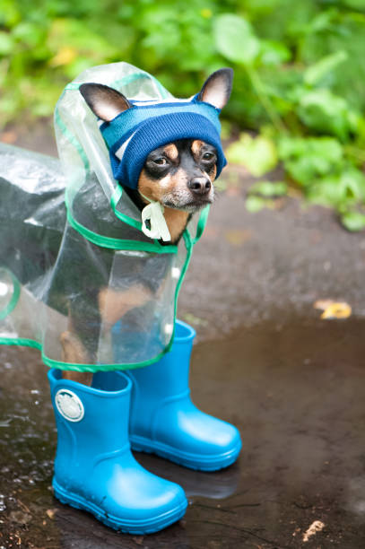 Funny Dog In A Cap And Rubber Boots Standing In A Puddle On A Forest Path  The Theme Of Rainy Weather Stock Photo - Download Image Now - iStock