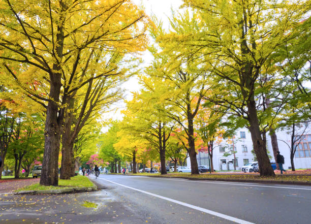 hokkaido university,ginkgo tree,Japan, Sapporo, Autumn Leaf Color, Hokkaido University, Maple Leaf