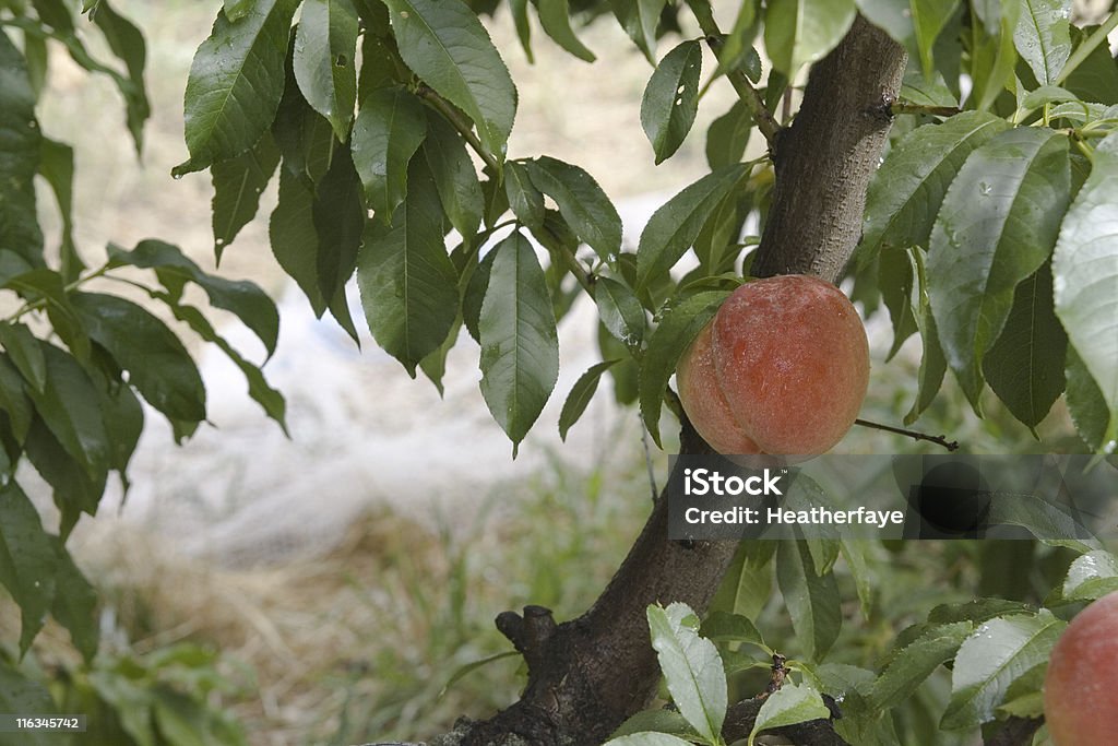 Pêssego da Árvore - Foto de stock de Alimentação Saudável royalty-free