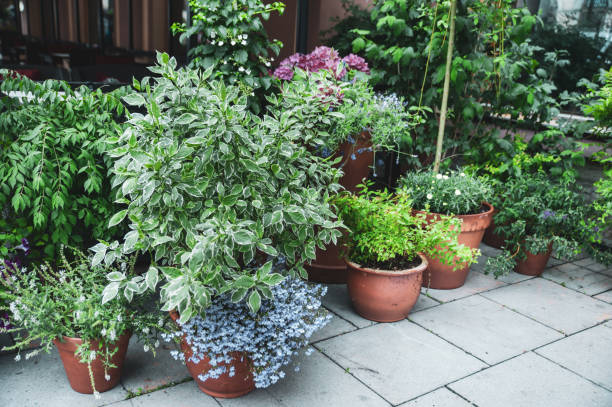 istock Many beautiful potted plants outside a street cafe 1163457601