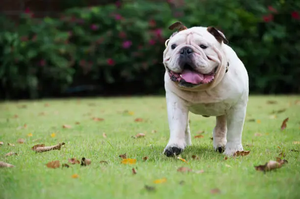 Photo of motion blurred of white english bulldog run on green grass at public park