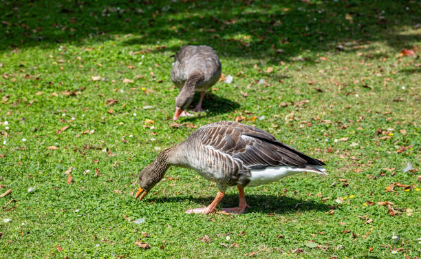istock Brown female ducks on the grass looking for food 1163458821
