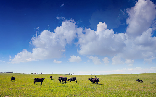 Black angus cows in the countryside. Cattles in a pasture, looking at the camera, green field, clear blue sky in a sunny spring day, Texas, USA.