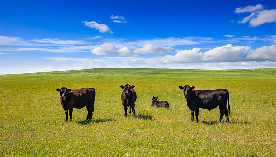 Black angus cows in the countryside. Cattles in a pasture, looking at the camera, green field, clear blue sky in a sunny spring day, Texas, USA.