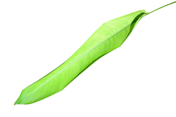 istock Heliconia variegated leaf isolated on white background with clipping path. 1163458868
