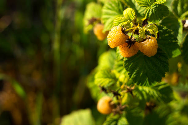 Yellow raspberry grows on a bush in the garden. Useful berries, summer background