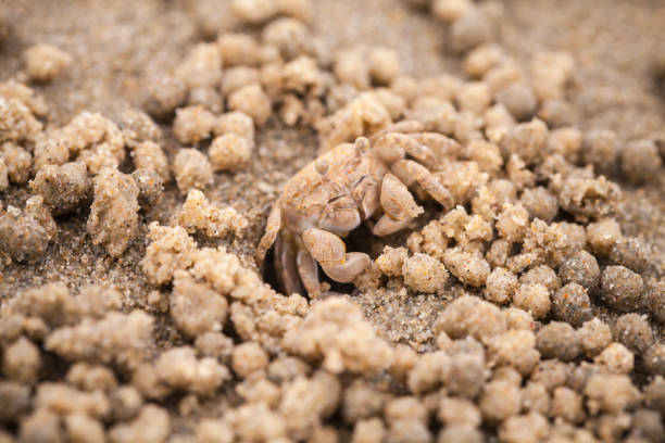 Sand bubbler crab or sand-bubbler, macro photo