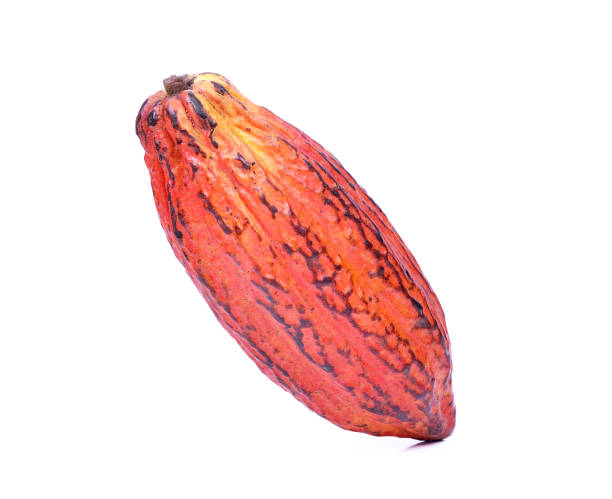 istock Fresh cacao pods isolated on a white background 1163459847