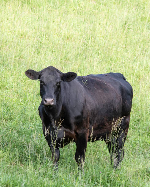 istock Angus cow on green grass background 1163459930