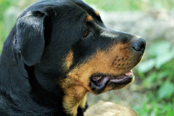 istock Mother Rottweiler and cubs 1163459933