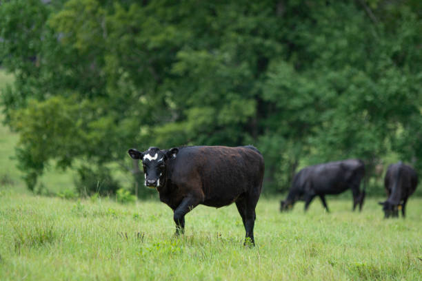 istock Angus in lush pasture with trees 1163460444