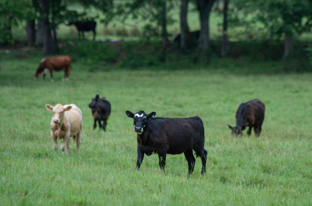 istock Beef calves in summer pasture 1163460498