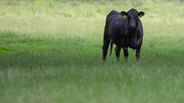 istock Lone Angus cow to right on agricultural web banner 1163460581