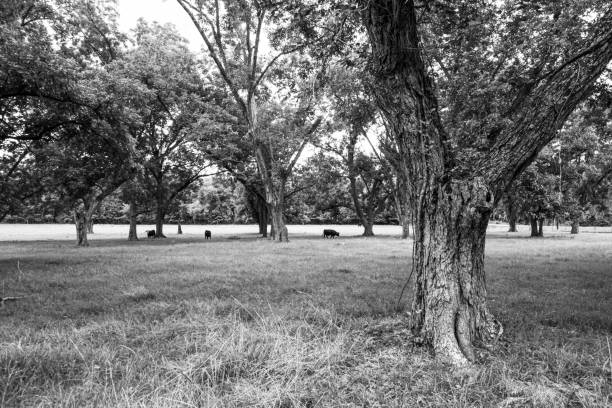 Black and white image of a mature pecan tree trunk in an old southern pecan grove converted into a pasture with cattle grazing in the distance.
