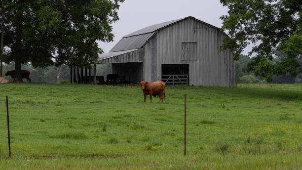 istock Red cow in front of metal barn 1163460741