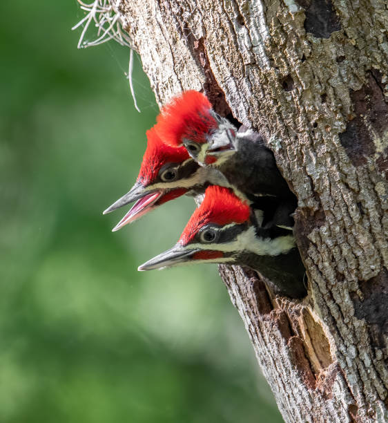 istock Pileated Woodpecker Portrait 1163460908